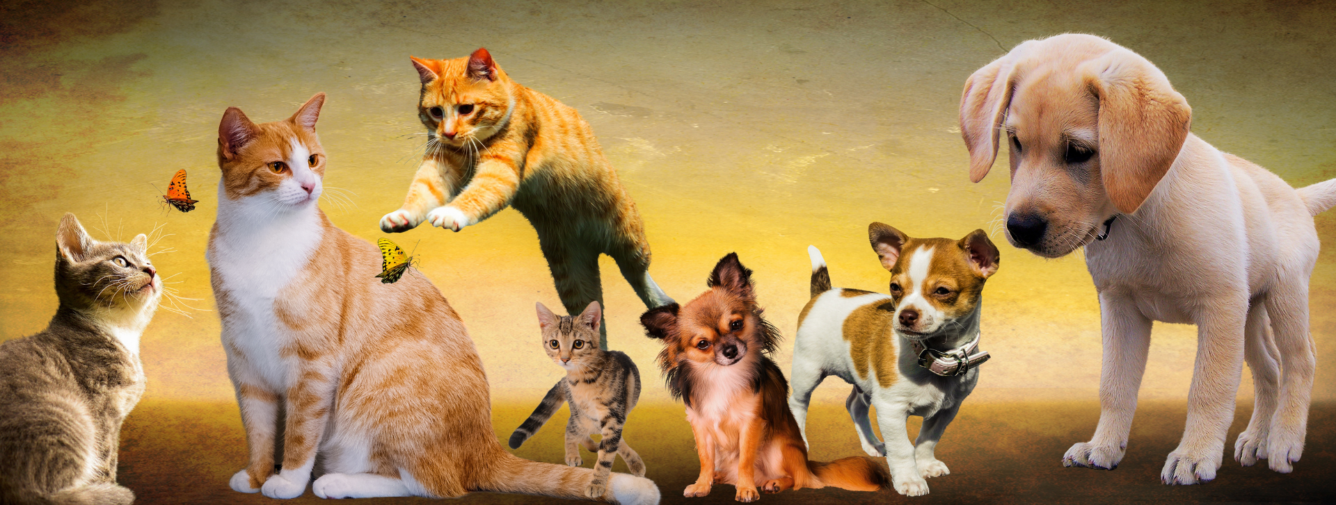 Na co zwrócić uwagę decydując się na sterylizację lub kastrację psów i kotów?